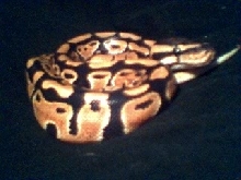 Another Picture of My Ball Python