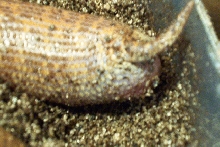 arbian laying eggs 1