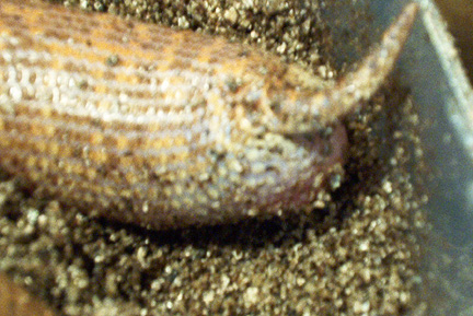 arbian laying eggs 1