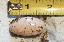 arabian egg