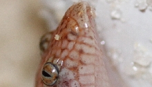 egg tooth