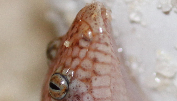 egg tooth
