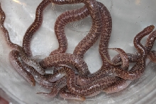 1st 09 arabian 9 of 10 hatchlings