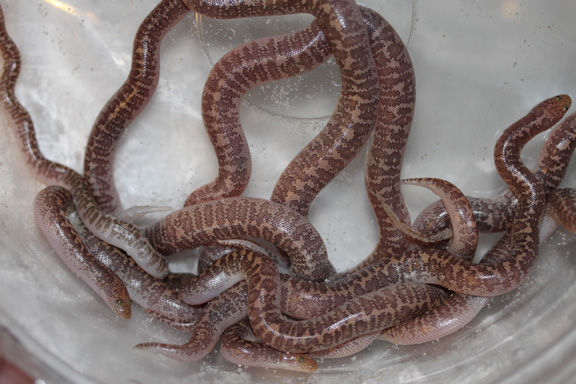 1st 09 arabian 9 of 10 hatchlings