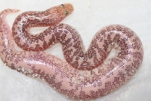 8/22/09/hatchling