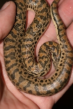 07 tartar 6 months