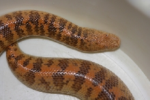 arabia close up
