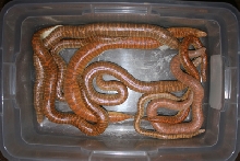 2000 colony