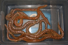 2007  amazon colony