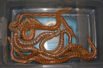 2007  amazon colony
