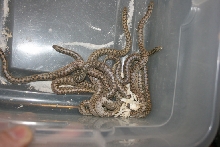 2nd 08 tartar litter