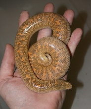 cb 06 arabian