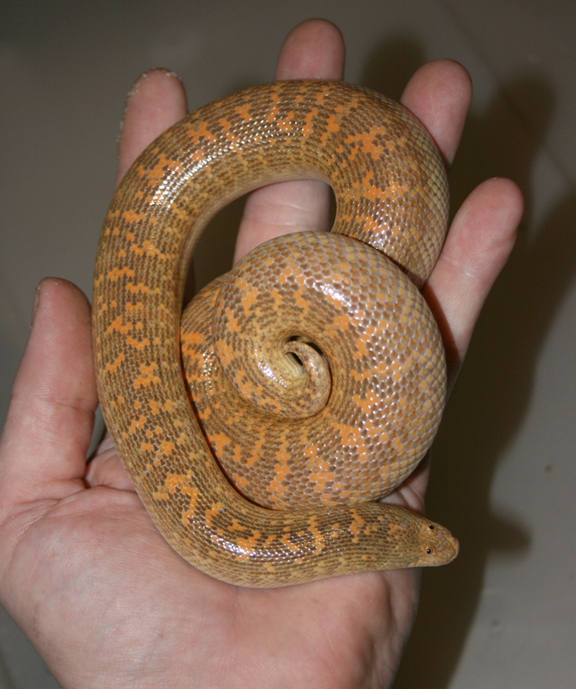cb 06 arabian