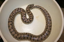 07 tartar female