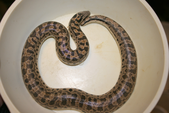 07 tartar female
