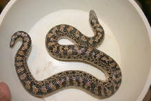 07 tartar female