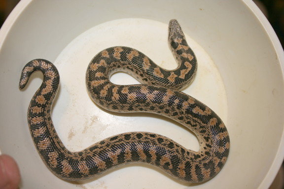 07 tartar female