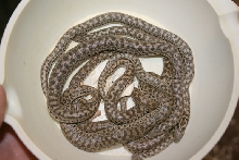 3 and a half  month 08 tartars
