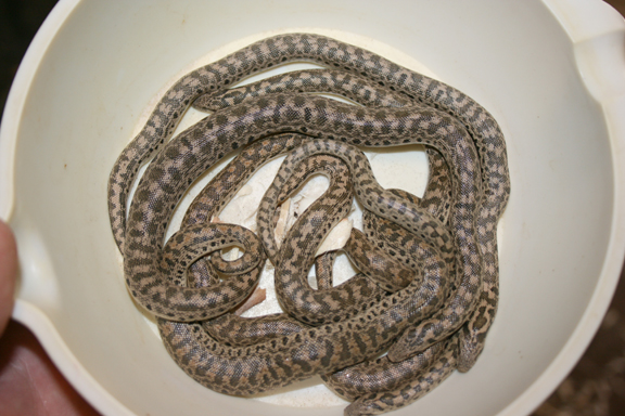 3 and a half  month 08 tartars