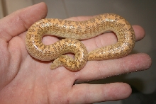 06 arabian male
