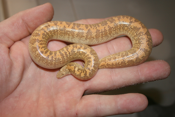 06 arabian male