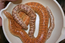 oh arabian female w/ male
