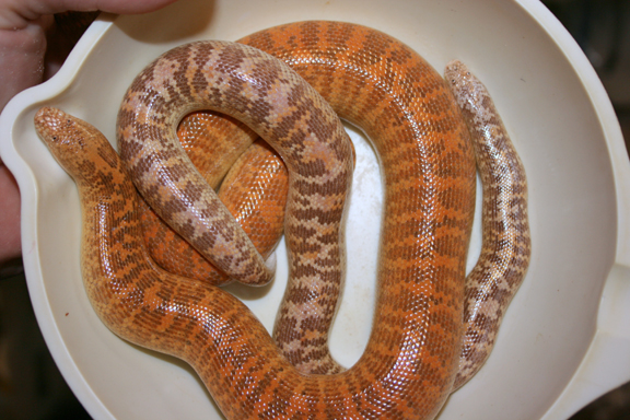 oh arabian female w/ male