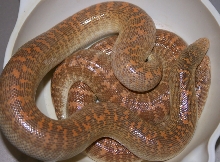 2nd pic female and 06 female offspring