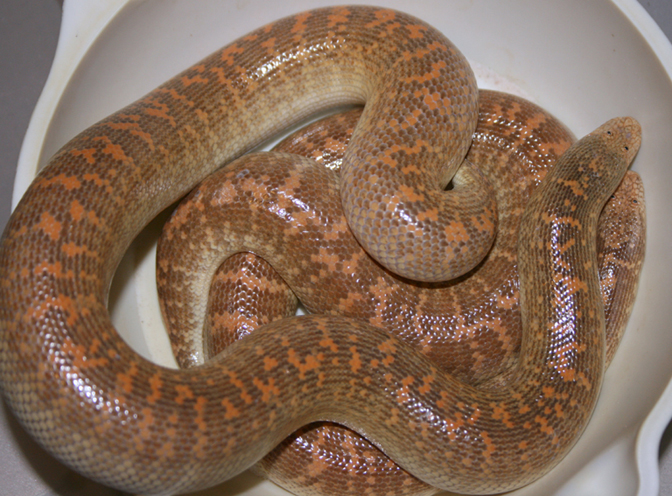 2nd pic female and 06 female offspring
