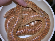 female arabian w/06 female offspring