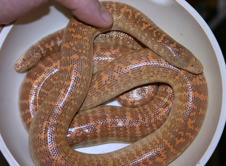 female arabian w/06 female offspring