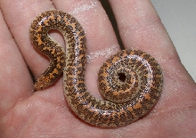 08 arabian male