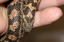 07 female tartar