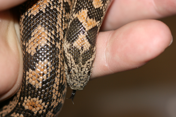 07 female tartar