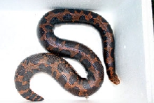 g kenyan