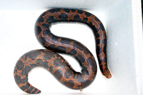 g kenyan