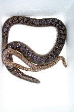 miliaris pair
