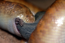 arabain eating