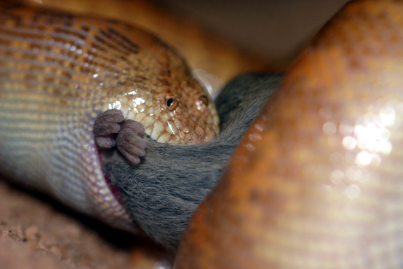 arabain eating
