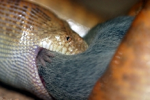arabian eating