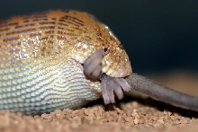 arabian eating
