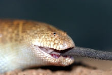 arabian eating