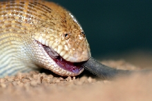 arabian eating