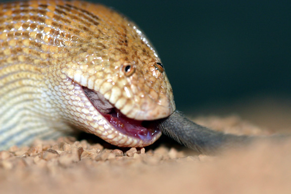 arabian eating