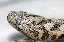 tartar sand boa