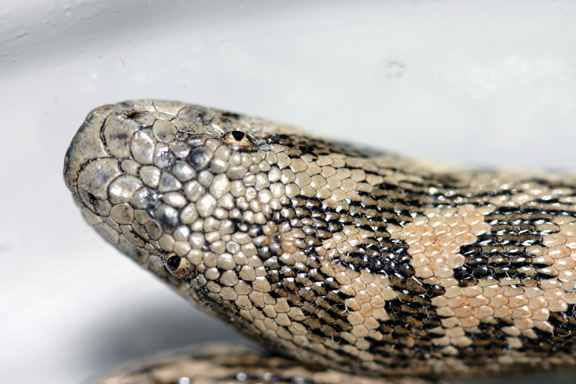tartar sand boa