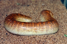 arabian breeding  04