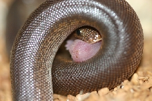 rufescens