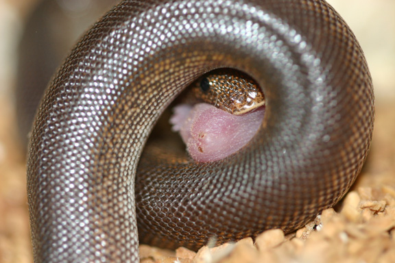 rufescens