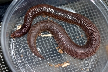 rufescens 6